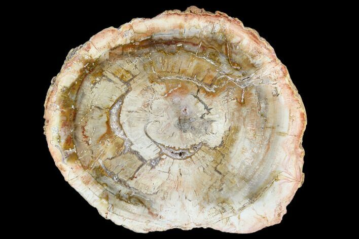 Petrified Wood (Araucaria) Slice - Madagascar #105372